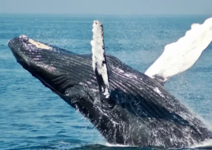 Blue whale fish weighs 180 tons, this fish does not sleep completely