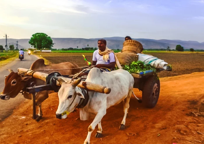 The bullock cart remained buried in modernity, the biggest journey was done on the bullock cart itself