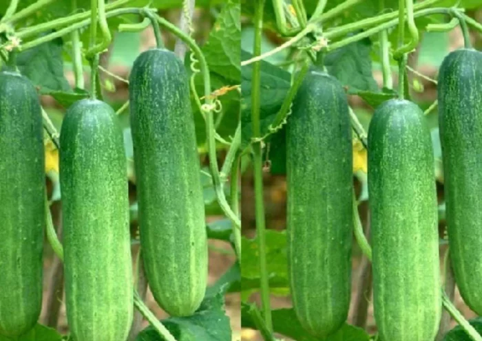 Cucumber is beneficial in diabetes and skin diseases, this crop is grown throughout the year