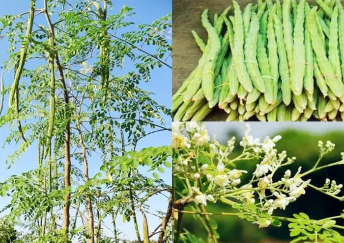 Sahjan farming | Sach Bedhadak