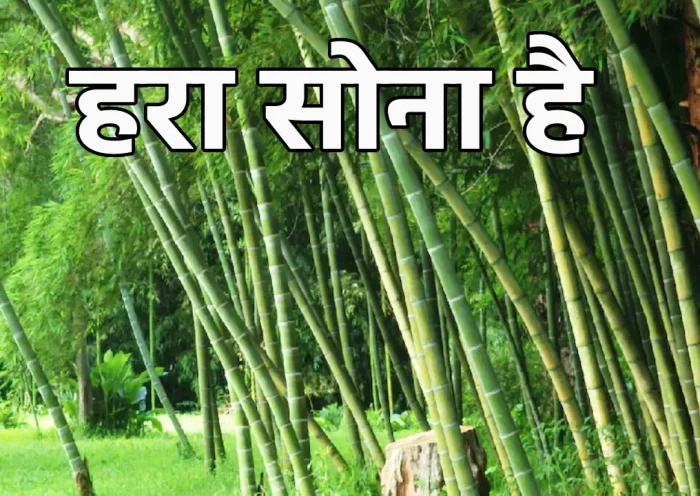 bamboo farming | Sach Bedhadak