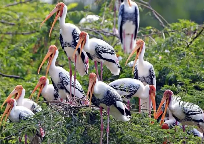 Keoladeo Garden: Tourists will now visit the world of birds with 3D technology