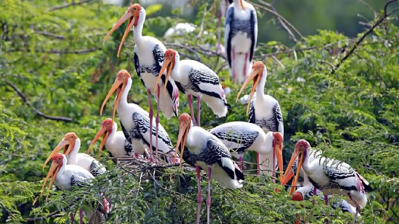 Keoladeo Garden: Tourists will now visit the world of birds with 3D technology