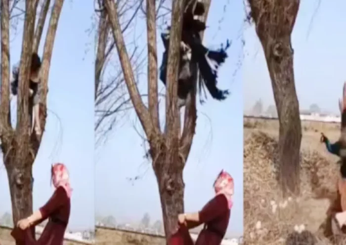 woman climbs tree steal peacock eggs | Sach Bedhadak