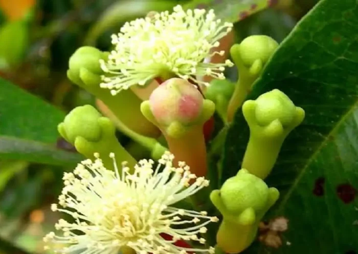 The oldest tree of clove is in this country, it is being used since three centuries before Christ