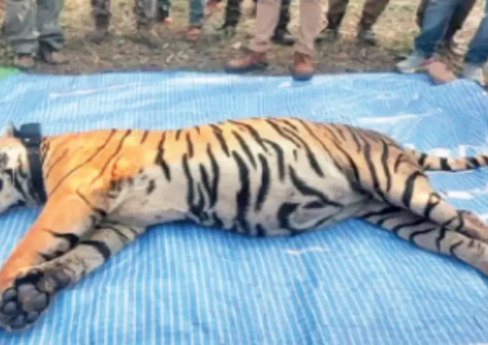 Tigress MT-4 died in Mukundra Hills Tiger Reserve