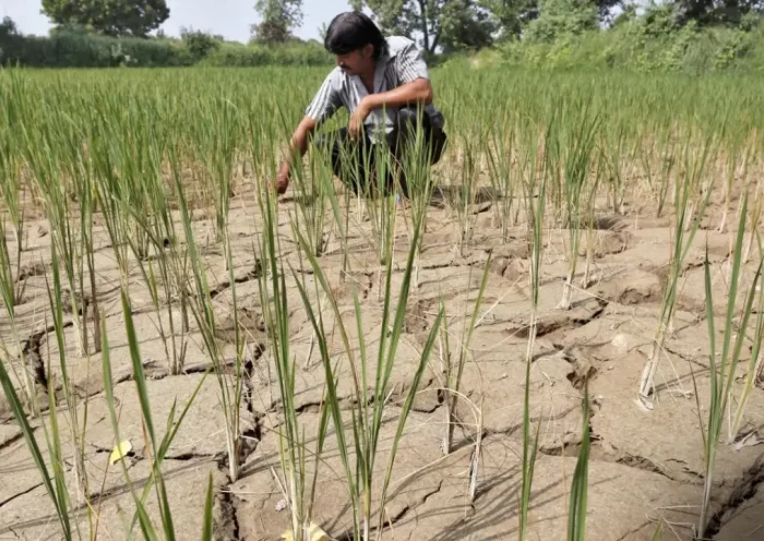 Al Nino Effect In Rajasthan