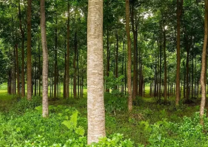 Mahogany is the strongest wood, this tree gives seeds once in five years