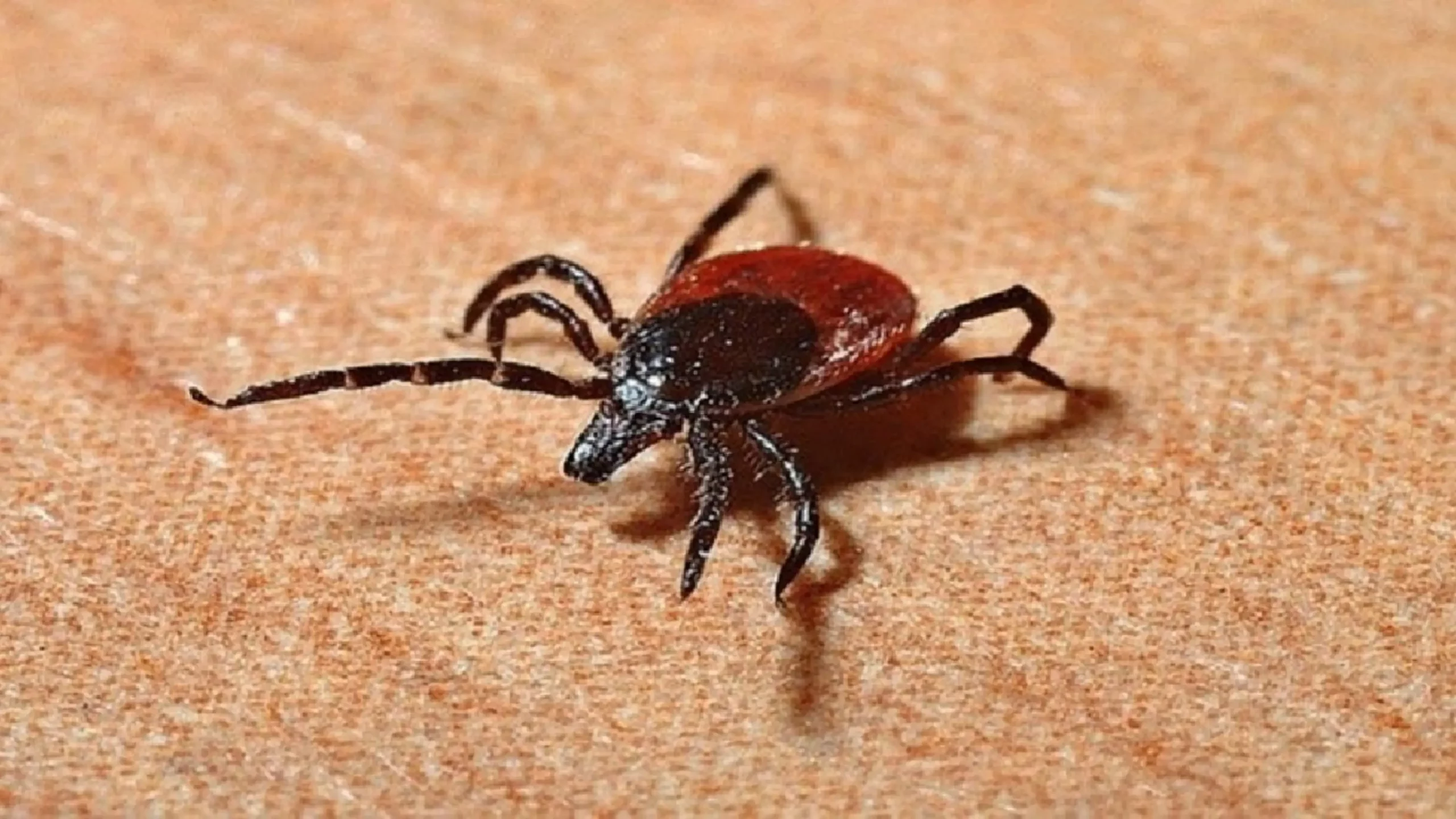 Powassan Virus scaled | Sach Bedhadak