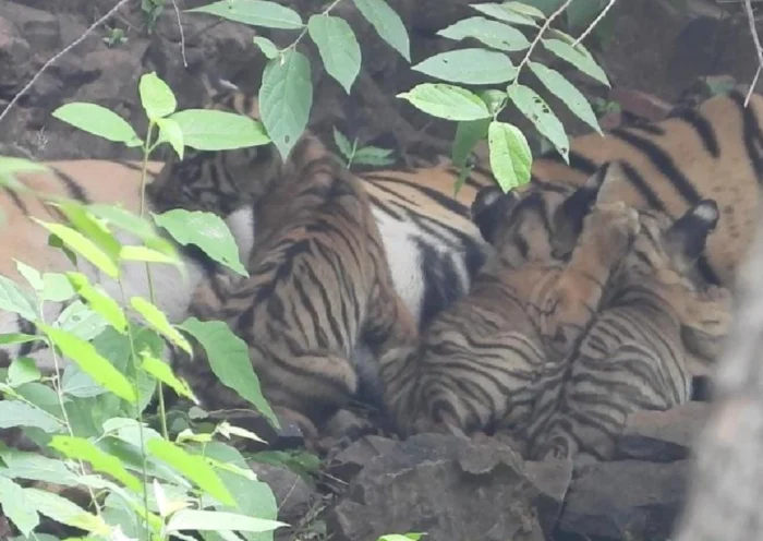 Ranthambore National Park