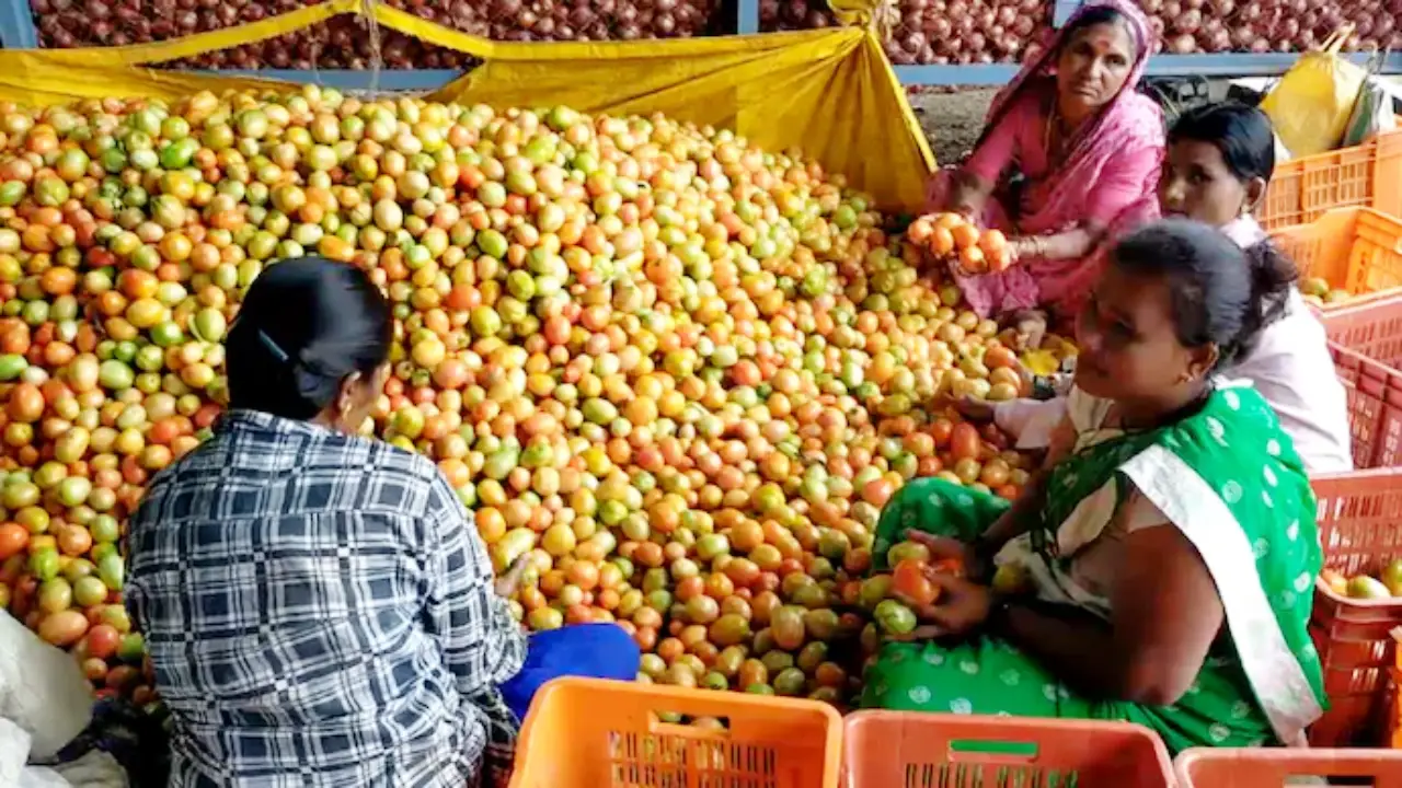 Tomatos | Sach Bedhadak