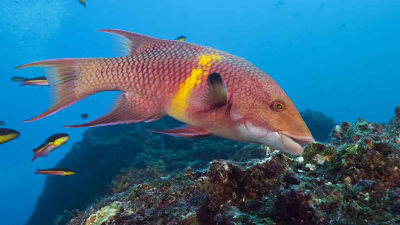 Hogfish