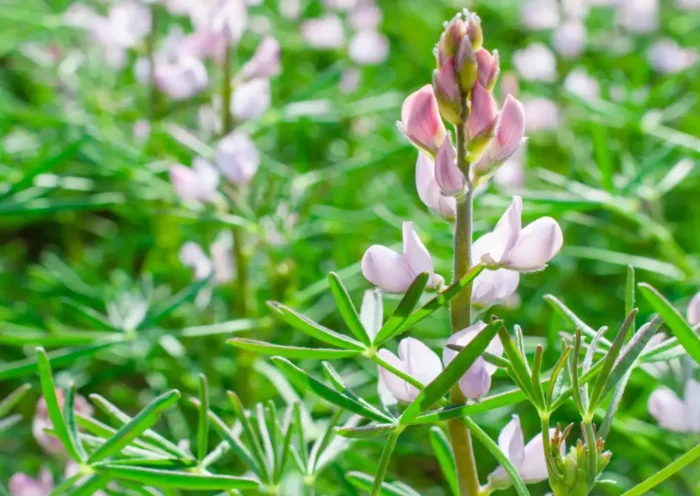 lupine Plant | Sach Bedhadak