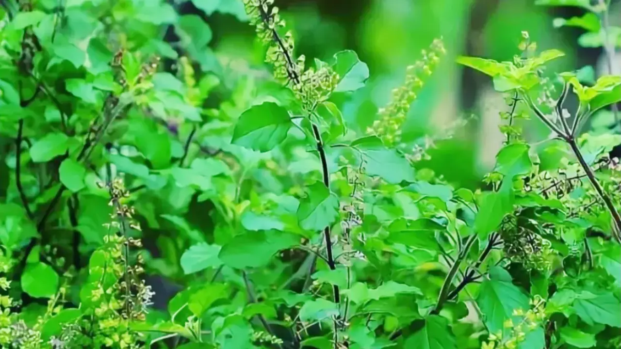 tulsi plant | Sach Bedhadak