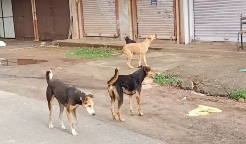 Street Dogs | Sach Bedhadak