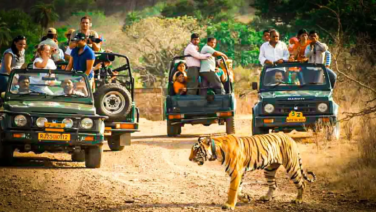 सरिस्का के बाद रणथम्भौर में टाइगर सफारी होगी महंगी, 15 जून से बढ़ोतरी संभव